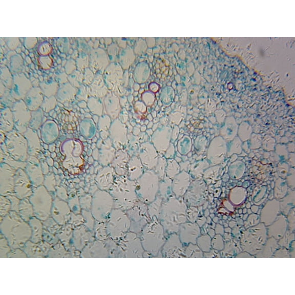 Microscope Slide - Zea Mays Corn Root Tip; Cross Section