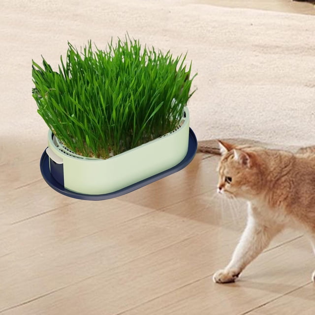 Maceta para gatos con bandeja de inicio, kit de de césped para gatitos, resistente, de 19 x 12 x 4 cm, versátil, para germinar plantas Verde oscuro y claro