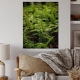 thumbnail image 2 of Designart "Ferns Natural Patterns" Floral Print on Natural Pine Wood, 2 of 5