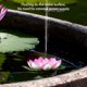 thumbnail image 2 of Fuente Solar Hoja Paisajismo Flotante Paisaje Acuático Al Aire Libre Fuente Jardín Piscina Característica Hoja (rosa) Agregue Boquillas Al Realizar El Pedido, 2 of 9