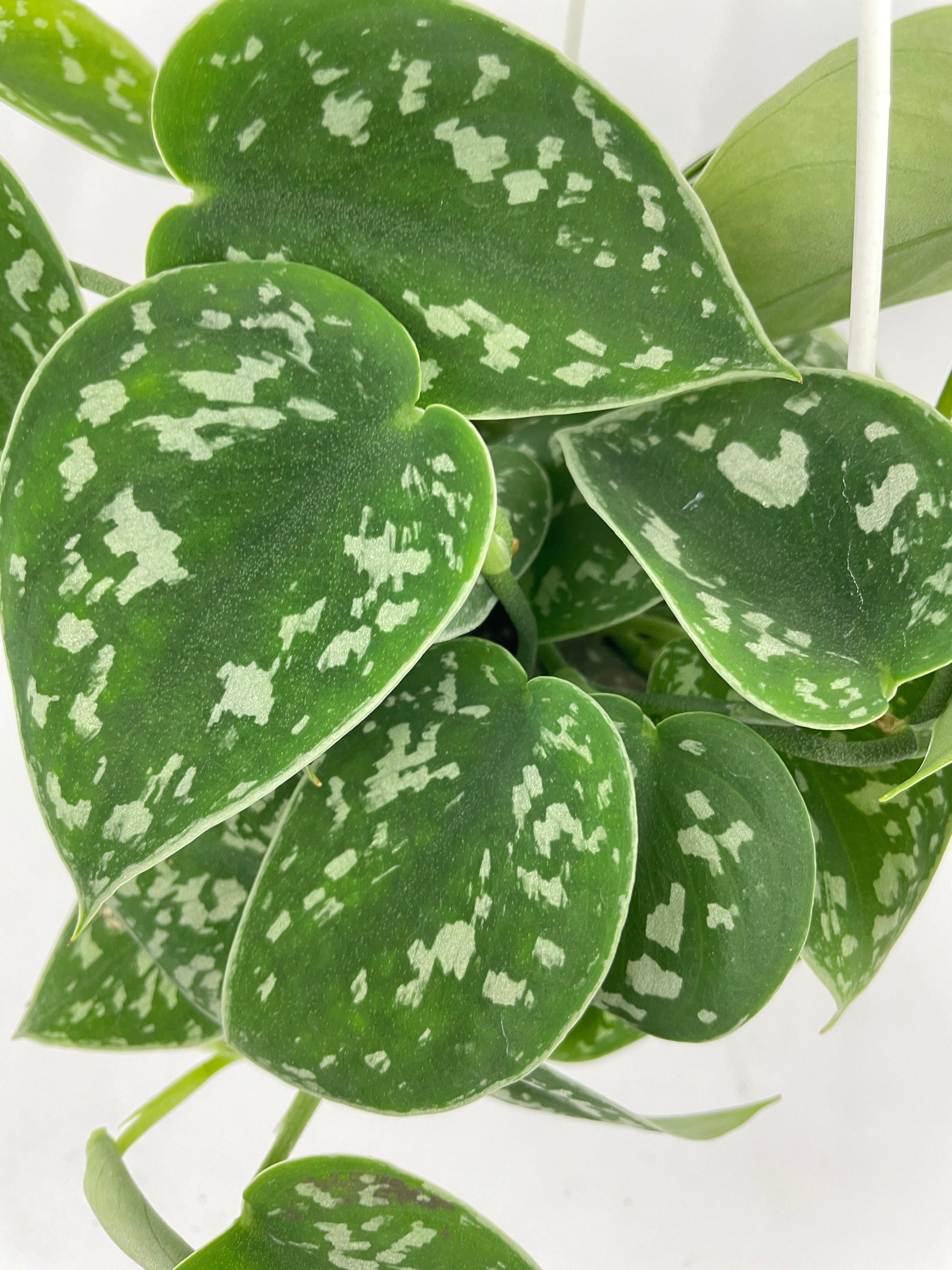 Scindapsus Pictus 'Argyraeus' Satin Pothos - Live Air-Purifying Indoor Plant in Nursery Pot – Easy Care, Low Maintenance Houseplant for Home & Office Decor, Natural Air Cleaner, Best for Beginners