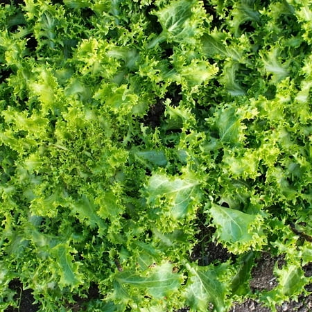 Green Curled Ruffec Endive Garden Seeds: 1 Lb - Non-GMO Vegetable Garden Seed - Grow Micro Greens, Salad
