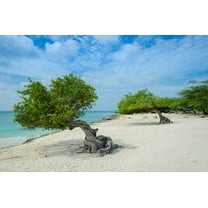 SEEDS = = =Libidibia- 10 Tropical Seeds - Divi Divi Flower -Drought Tolerant- Good Container or Deck Gardens - Caesalpinia coriaria- Serendipity Seeds