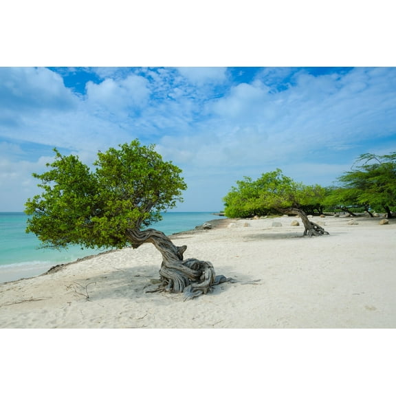 SEEDS = = =Libidibia- 10 Tropical Seeds - Divi Divi Flower -Drought Tolerant- Good Container or Deck Gardens - Caesalpinia coriaria- Serendipity Seeds