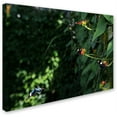 thumbnail image 2 of Trademark Fine Art "Butterflies" Canvas Art by Kurt Shaffer, 2 of 3