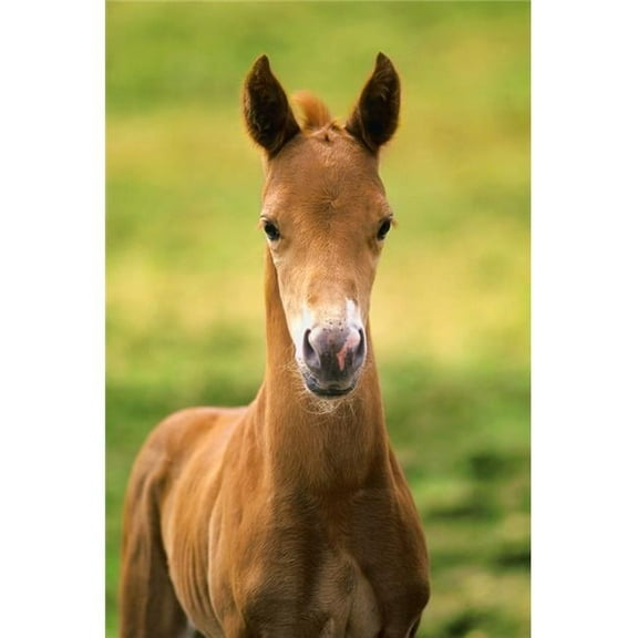 American Paint Horse Colt Poster Print by John Pitcher, 22 x 34 - Large