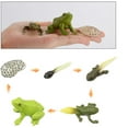 thumbnail image 2 of Ensemble Cycle de Vie de la Grenouille 5 Pcs, Figurines de Croissance Modèle Aides Éducatives Jouets, 2 of 3