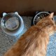 thumbnail image 5 of (2 pieces), Cat food bowls, Dog food bowl, Black, white, 200 ml, Dog & Cat drinking bowl, Stainless steel, With cat head shape, Non-slip cat food bowl, 5 of 5