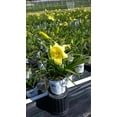 thumbnail image 4 of Going Bananas Daylily, 4 of 4