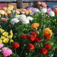 thumbnail image 1 of GSDWIUEW Ranunculus Bare Roots for Planting Canada, Perennial Flower Ranunculus, Easy to Grow, Ranunculus Bare Roots for Spring and Autumn Planting Home Garden Indoor and Outdoor(Mix,10 Pack), 1 of 6