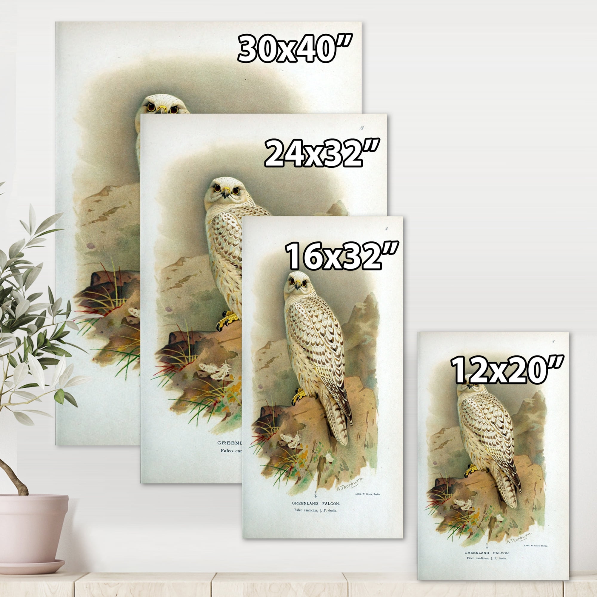 Designart ' Ancient Bird Life VII ' Traditional Canvas Wall Art Print