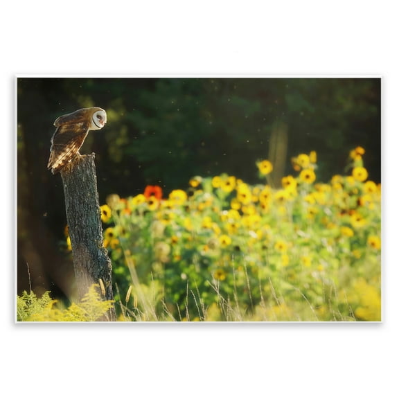 Stupell Industries Owl Perched in Meadow Landscape Photography Unframed Art Print Wall Art, 15 x 10