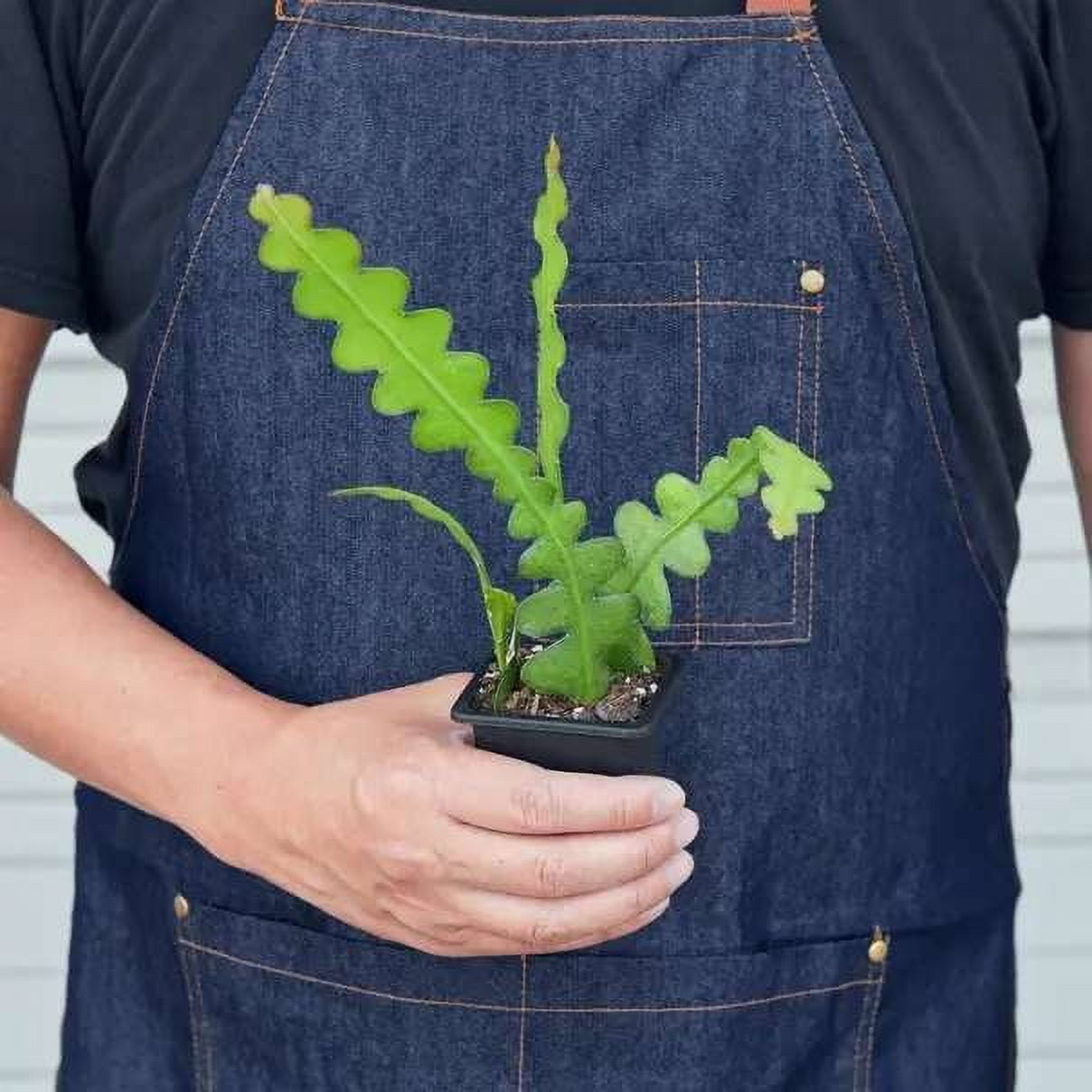 Epiphyllum Ric Rac Cactus Live Plant for Indoor | Different Houseplants in 4'' & 6'' Pot | Real House Plant for Living Room, Office, Desk & Bathroom | Zig Zag | Fishbone