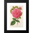 thumbnail image 2 of Charles Antoine Lemaire 11x14 Black Modern Framed Museum Art Print Titled - Rose Madame Forte (1854-1896), 2 of 5