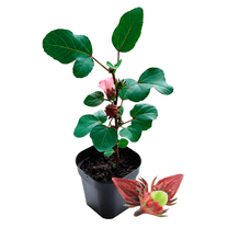 Roselle Live Plant, Hibiscus Sabdariffa Plant, Red Roselle Flowers, Outdoor Growing, 6 - 8 Inches Tall