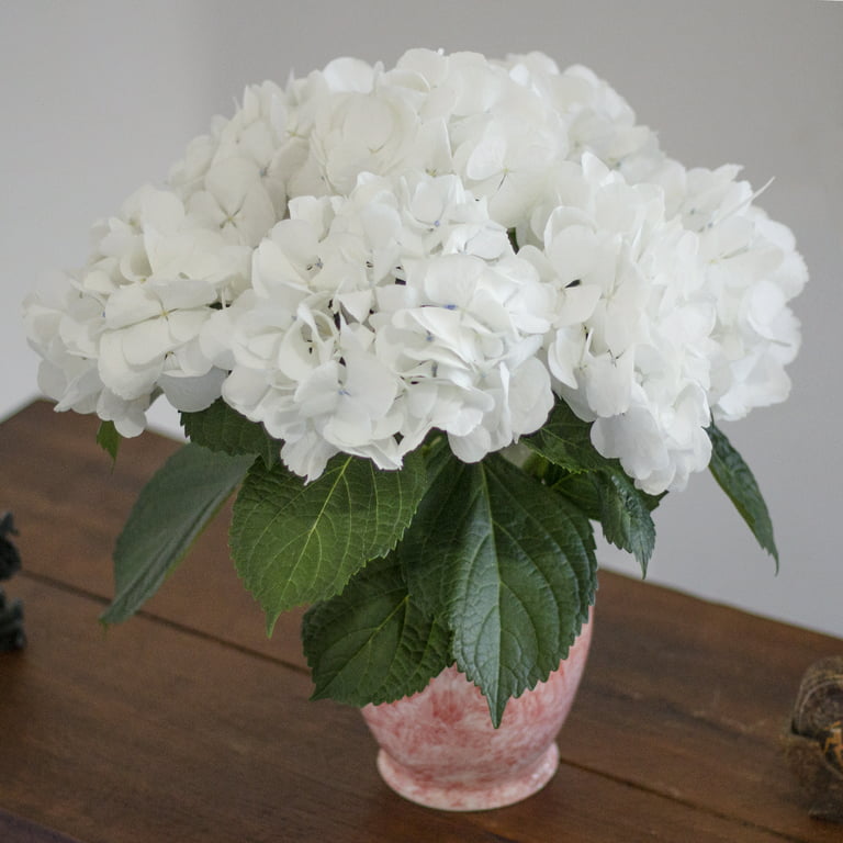  KaBloom PRIME NEXT DAY DELIVERY - Bouquet of Fresh 5 White  Hydrangeas, Flowers For Delivery Prime