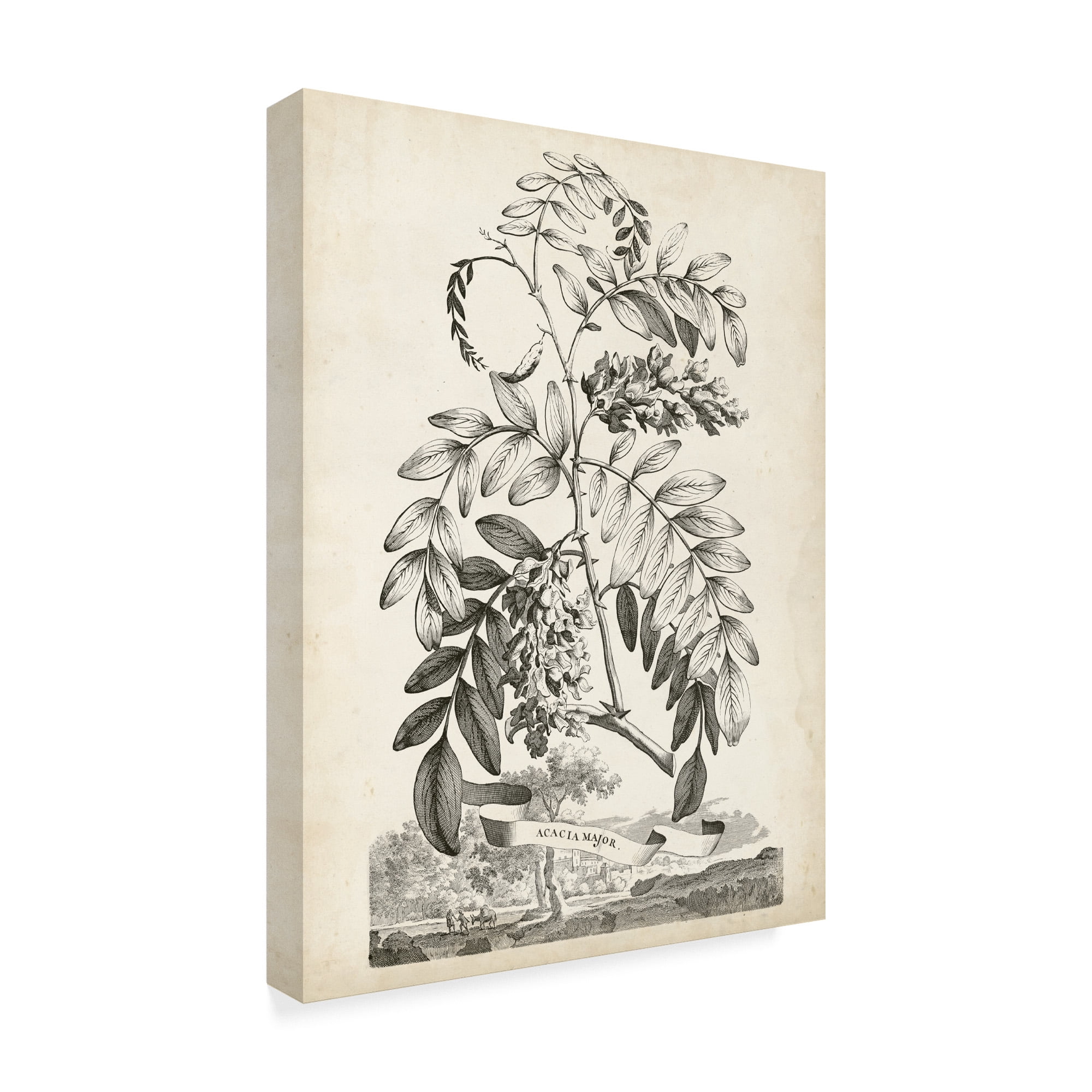 Trademark Fine Art 'Scenic Botanical I' Canvas Art by Abraham Munting
