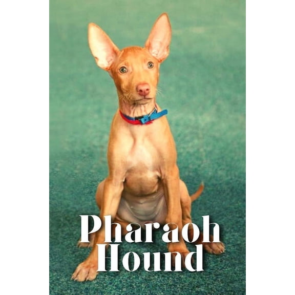 Pharaoh Hound: Dog breed overview and guide (Paperback)