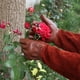 thumbnail image 2 of Guantes de Jardinería de Cuero Transpirable de 11 * 41 cm para Hombres y Mujeres con Guante Antiespinas, Piel de Vacuno de Manga Larga para Jardinero y Granjero (S, Marrón), 2 of 3