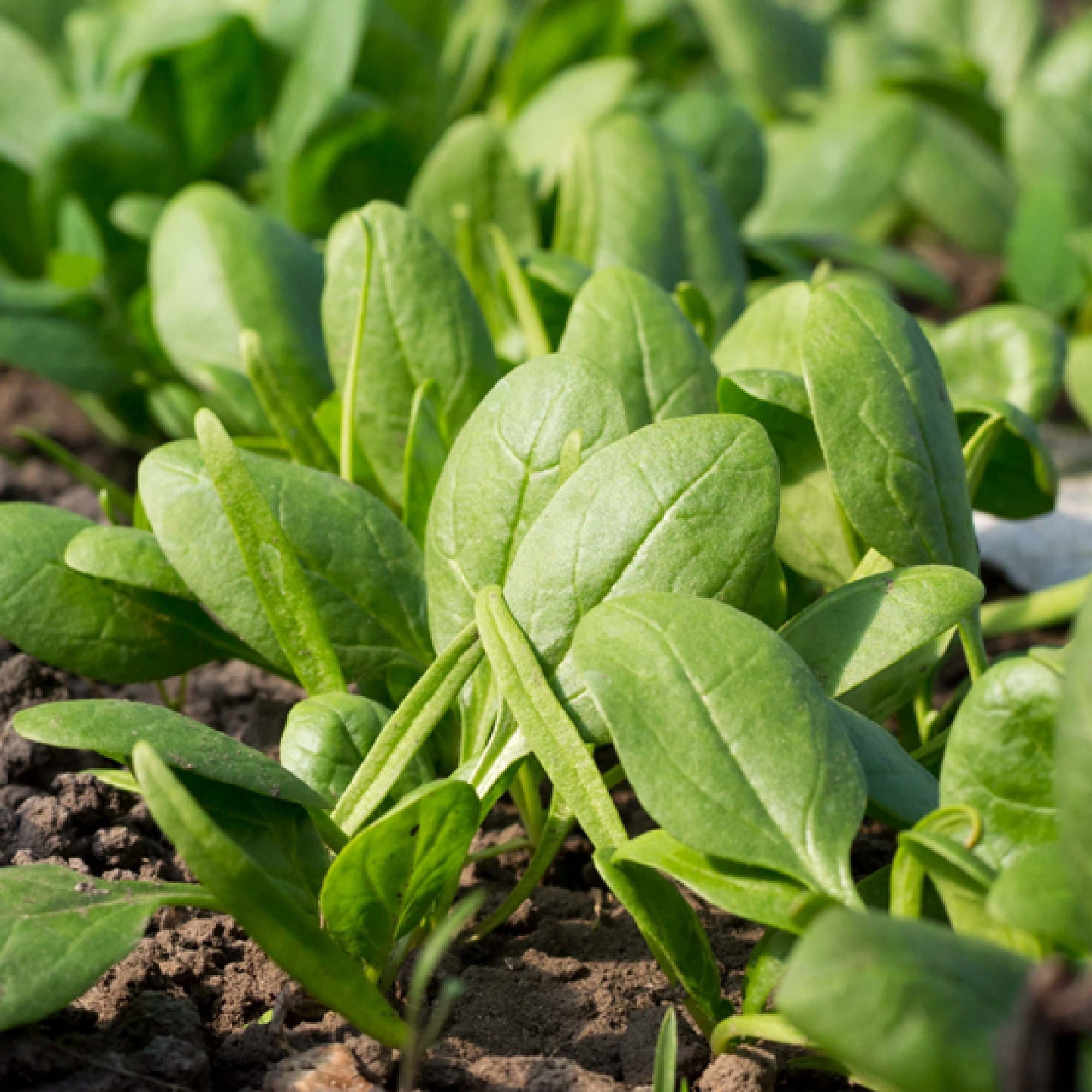 Bonnie Plants 12" Spinach Live Plants in 4" Grower Pots (2 Count)