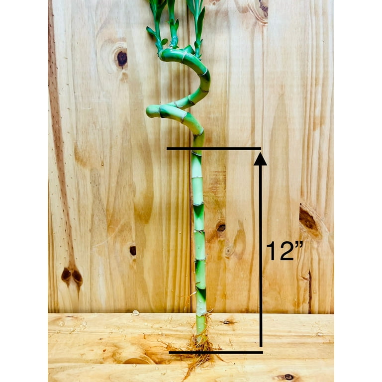 Live Lucky Bamboo 12” Spiral Shape Bamboo Plant