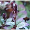 thumbnail image 3 of Purple Waffle Plant - Live Plant in a 4 Inch Pot - Hemigraphis Alternata - Rare and Elegant Indoor Houseplant, 3 of 6