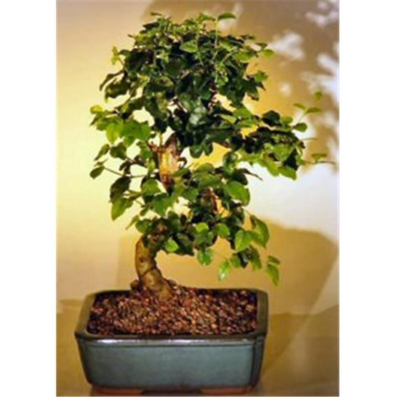 Bonsai Boy b1184 Flowering Ligustrum Bonsai Tree with Curved Trunk - Ligustrum Lucidum - Medium