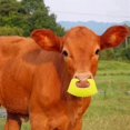 thumbnail image 3 of 20PCS Calf Weaner Cattle Cow Weaning Tool Farm Livestock Bovine Nose Clip Milking Stop, 3 of 5