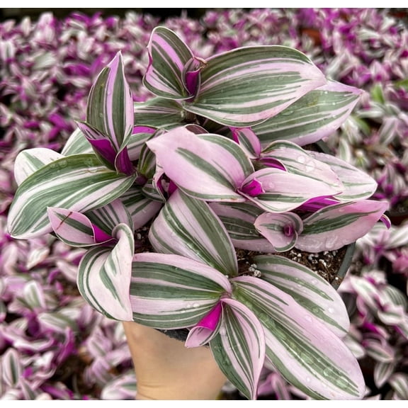 Tradescantia Nanouk Live Plant in 4" Pot - Pink Wandering Jew - Pink Variegated Houseplant