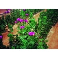 thumbnail image 3 of Red de enrejado para plantas Tenax Hortonova, 48 x 100 pies, blanca, 3 of 8