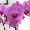 thumbnail image 2 of Just Add Ice 16-30" Pink Premium Orchid Live Plant in 5" White Ceramic Pot, House Plant, 2 of 7