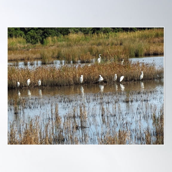 White Egrets On Marshland Poster Wall Art, Modern Wall Decor For Living Room Bedroom, 8x12 UNFRAMED