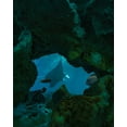 thumbnail image 2 of Fitzharris, Tim 20x24 Black Ornate Wood Framed with Double Matting Museum Art Print Titled - Reef manta ray-Penida Island-Indonesia, 2 of 4