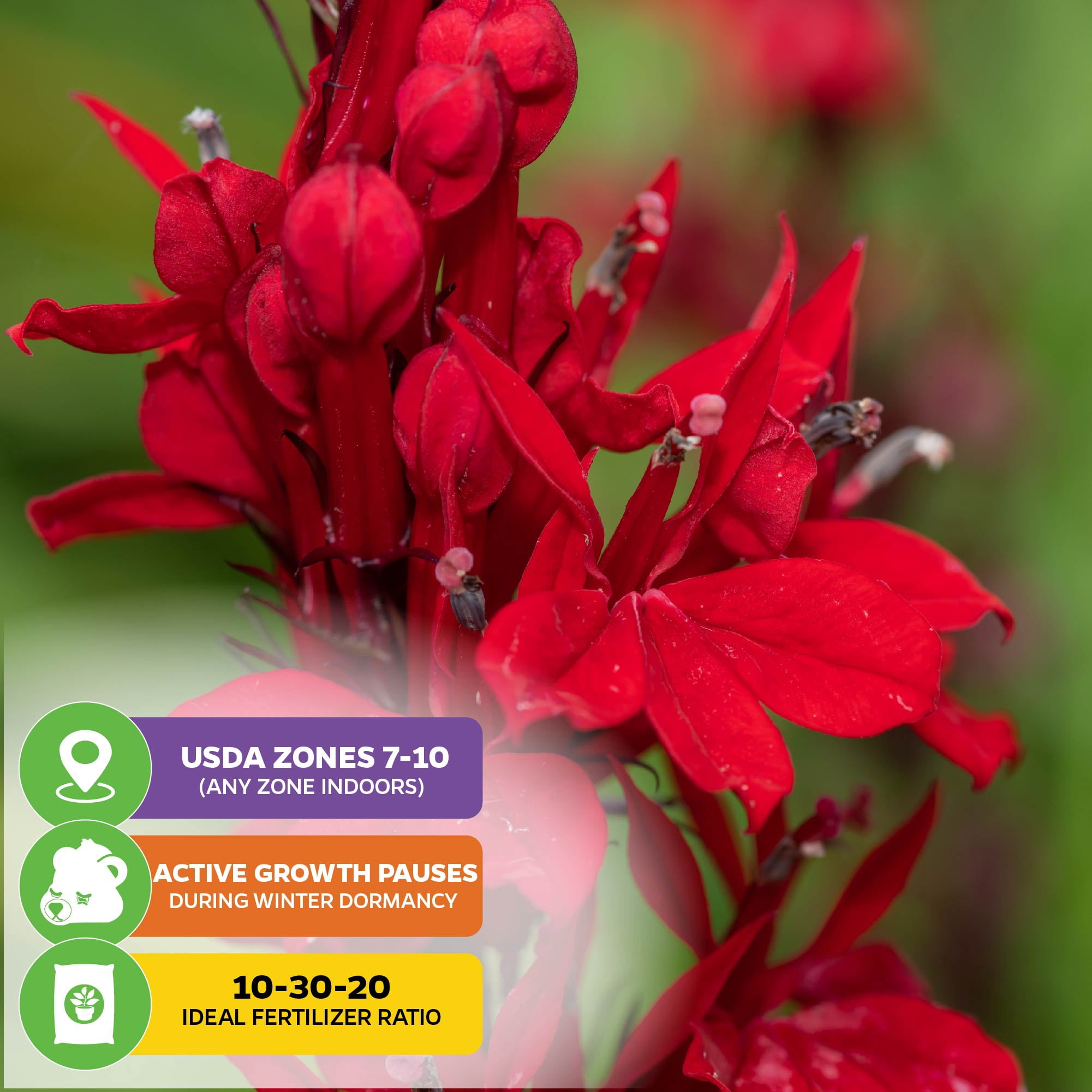 (2-Pack) Cardinal Flower Live Plant - Lobelia cardinalis by Wellspring Gardens - Versatile Starter Plant - Hummingbird Flower - Red Lobelia - Red Cardinal - Ideal for Your Garden