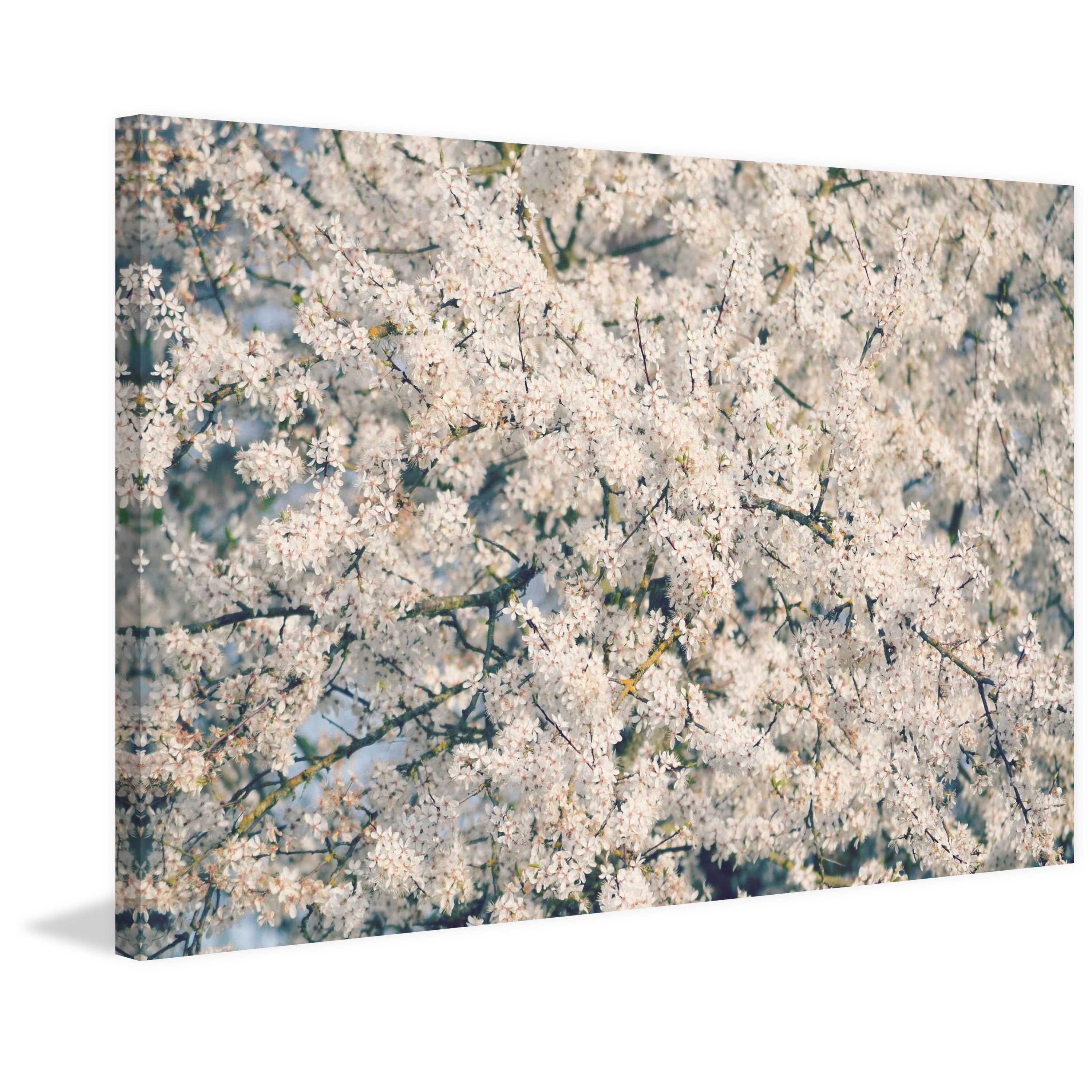 Marmont Hill "In Full Bloom" by Robert Dickinson Painting Print on Canvas