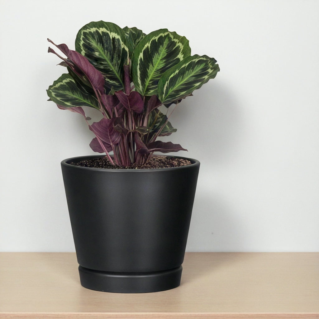 Mainstays Recycled Resin Planter with Attached Saucer, Black, 7.9 in x 7.9 in x 7.1 in