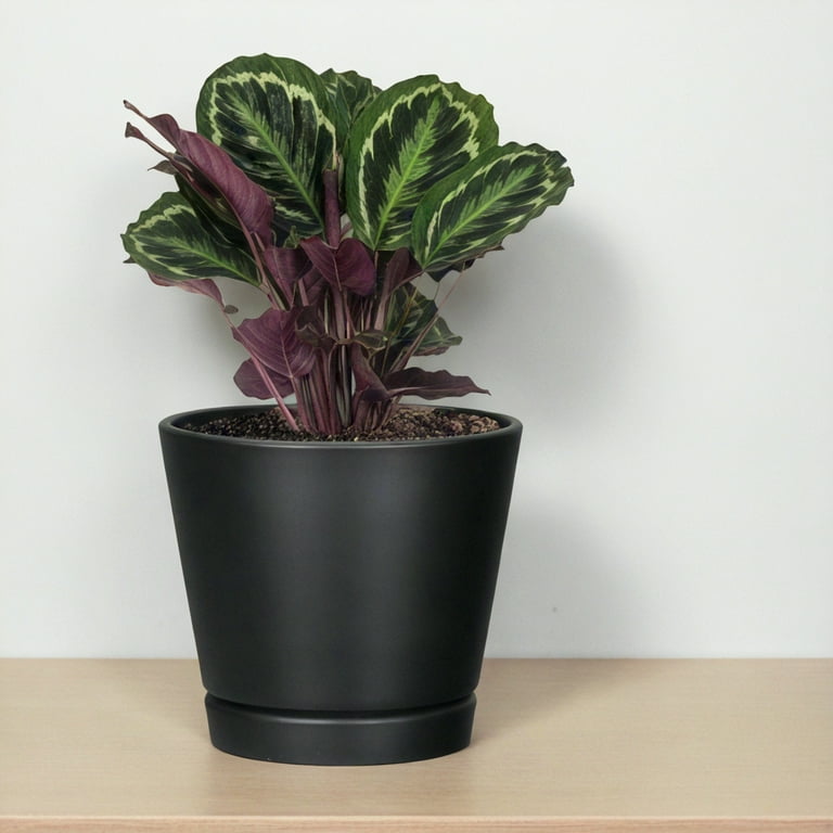 Mainstays Resin Planter with Saucer, 7.9in x 7.9in x 7.1in, Black Mainstays Resin Planter with Saucer, 7.9in x 7.9in x 7.1in, Black