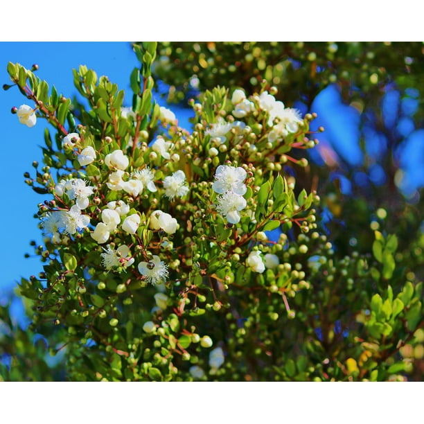 Download Patagonia Flora Chile Flowers Nature South America-12 Inch ...