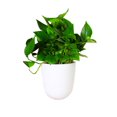 thumbnail image 1 of Pot de Fleurs Mural d'Angle Auto-Arrosant Pot de Plante en Plastique, 1 of 9
