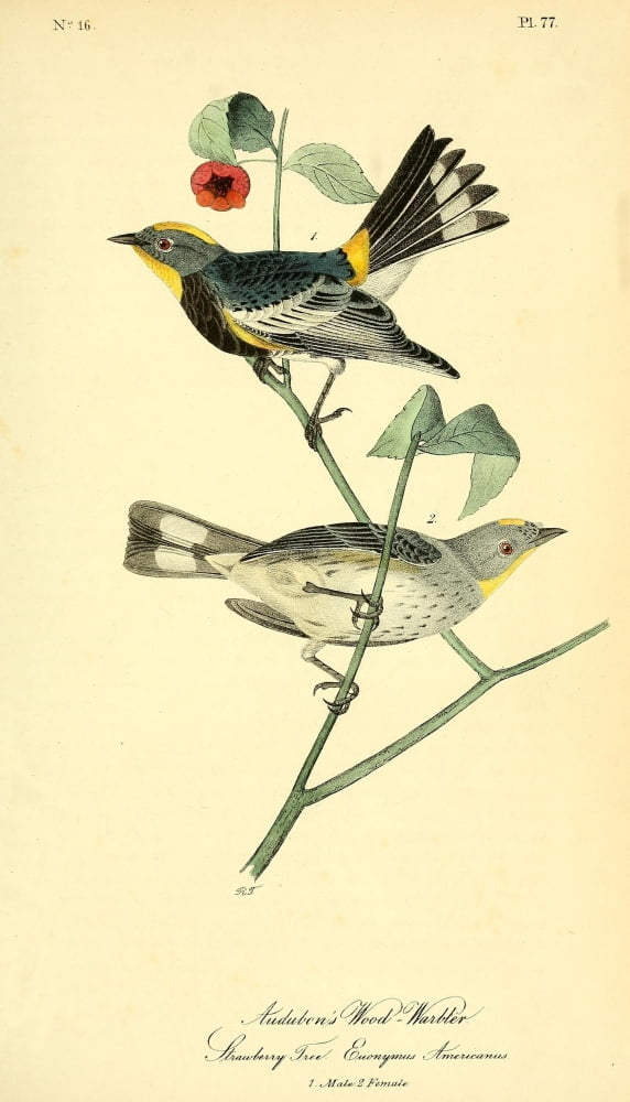 Birds Of America 18
