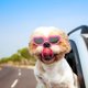 thumbnail image 2 of Enjoying Gafas de Sol de Perros Pequeños UV Lentes de Sol para Perritos Prueba de Viento/Nieve Gafas para Mascota, Rosa, 2 of 5
