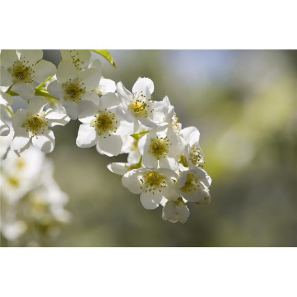 Posterazzi DPI1876835 Calgary, Alberta, Canada - May Day Tree Blossoms Poster Print, 20 x 13