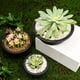 thumbnail image 5 of Zhuge Maceta redonda de plástico negra para plantas suculentas, de 6 piezas, nueva, maceta corta y regordeta sin soporte inferior, tamaño mediano 6,38 x 2,95 pulgadas/16,2 x 7,5 cm, 5 of 5
