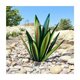 thumbnail image 2 of Planta de agave resistente a la intemperie para exteriores, diseño de acero resistente con revestimiento de luz azul para adornos de césped de patio, 2 of 5