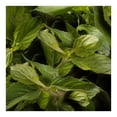 thumbnail image 3 of Hierbabuena por pieza, 3 of 3