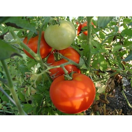 beef tomato plants plant seeds pot inch walmart tomatoes
