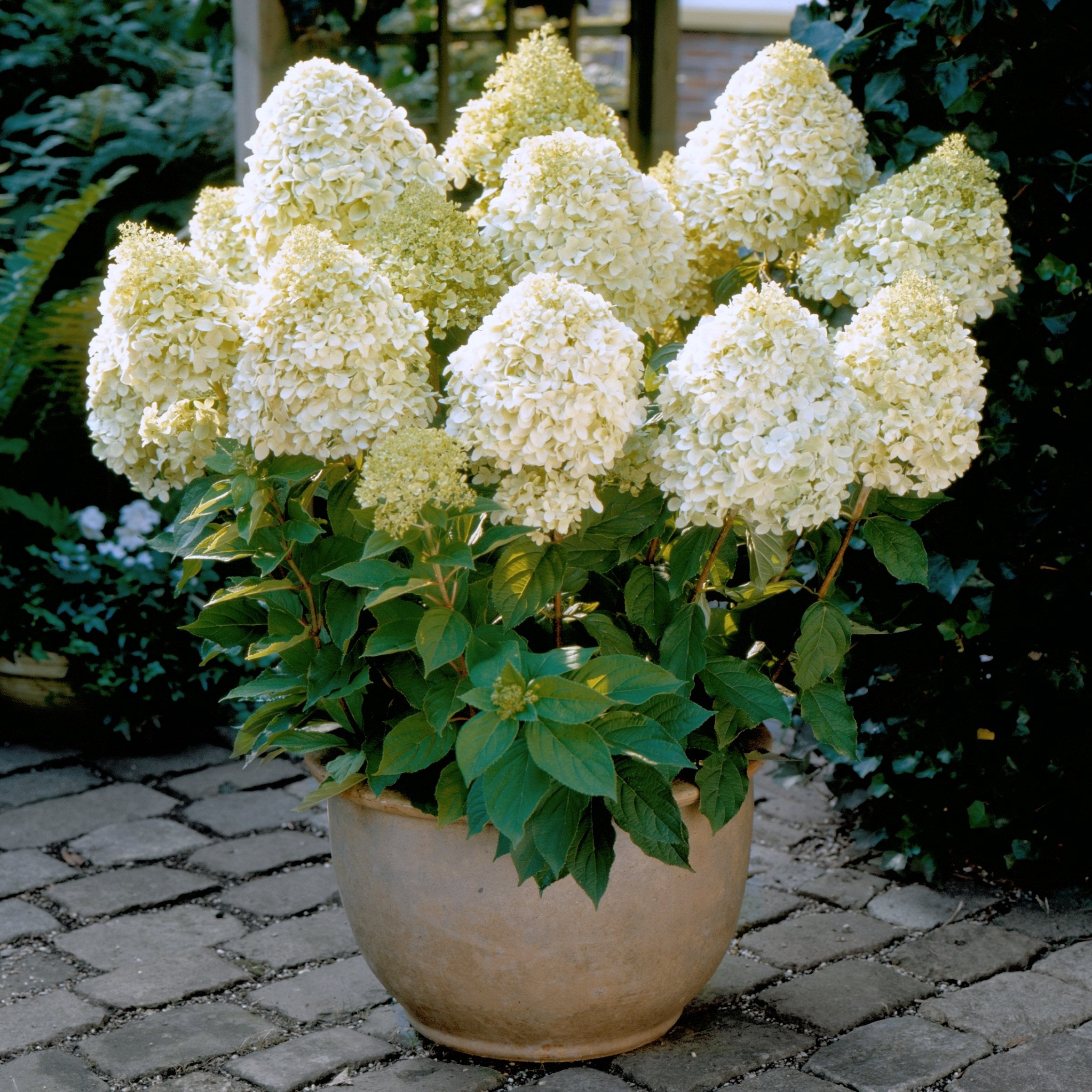2 gal Live Shrub Hydrangea 'Little Hottie'