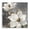Magnolias On Grey Floral Botanical, variant on Stupell Industries Two Magnolia Blossoms Botanical & Floral Painting Gallery Wrapped Canvas Art Print Wall Art, 17 x 17