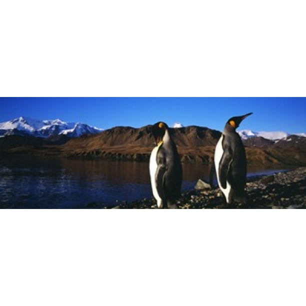 Two King Penguins On Shore Of Cumberland Bay East King Edward Point Cumberland Bay South Georgia Island Stretched Canvas Panoramic Images 18 X 7 Walmart Com Walmart Com