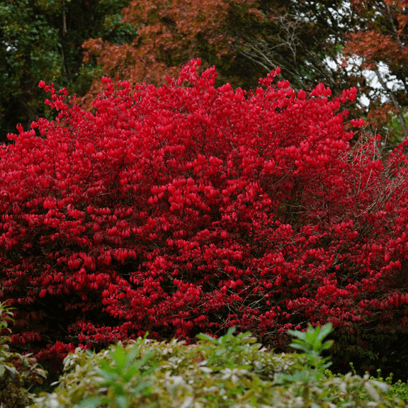 5 Dwarf Burning Bush Live Plant, Burning Bush Shrub for Outdoor Landscaping, Bare Roots